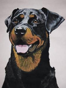 Rottweiler