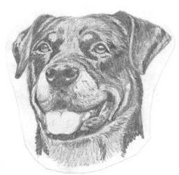 Rottweiler